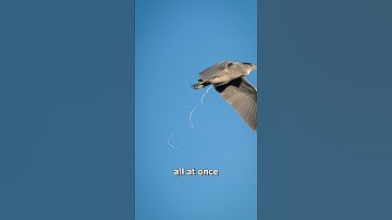 Why Bird Poop Is White 😱