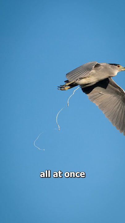 Why Bird Poop Is White 😱