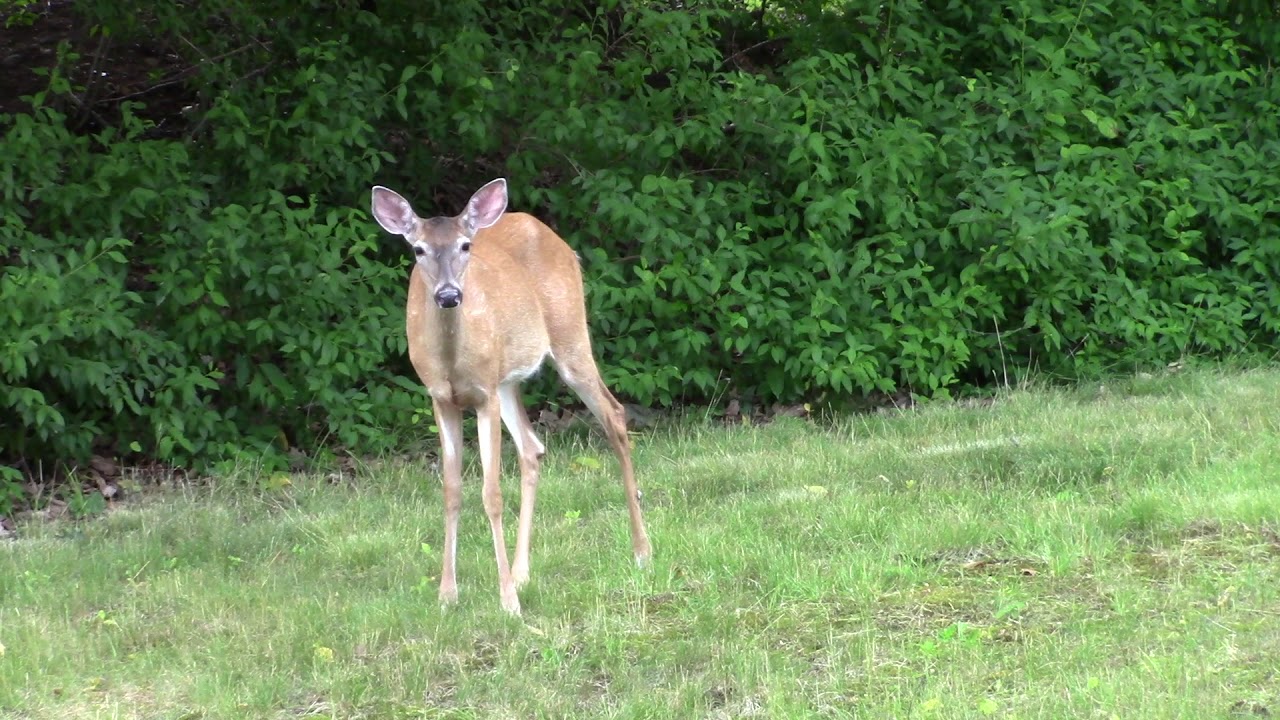 Deer in Backyard YouTube
