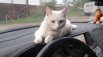 Можно ли кота приучить ездить в автомобиле?