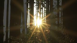 Download Lagu D.J. HIGHLANDERS - WALK BETWEEN THE TREES | Official Video  #beach #djhighlander #travel #sunset MP3