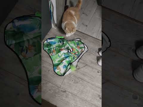 Интерактивная игрушка пряталка когтеточка для кошек и собак с датчиком движения перьями и звуками автоматическая дразнилка для кота USB зарядка с присосками Прятки 3 фото от покупателей 1