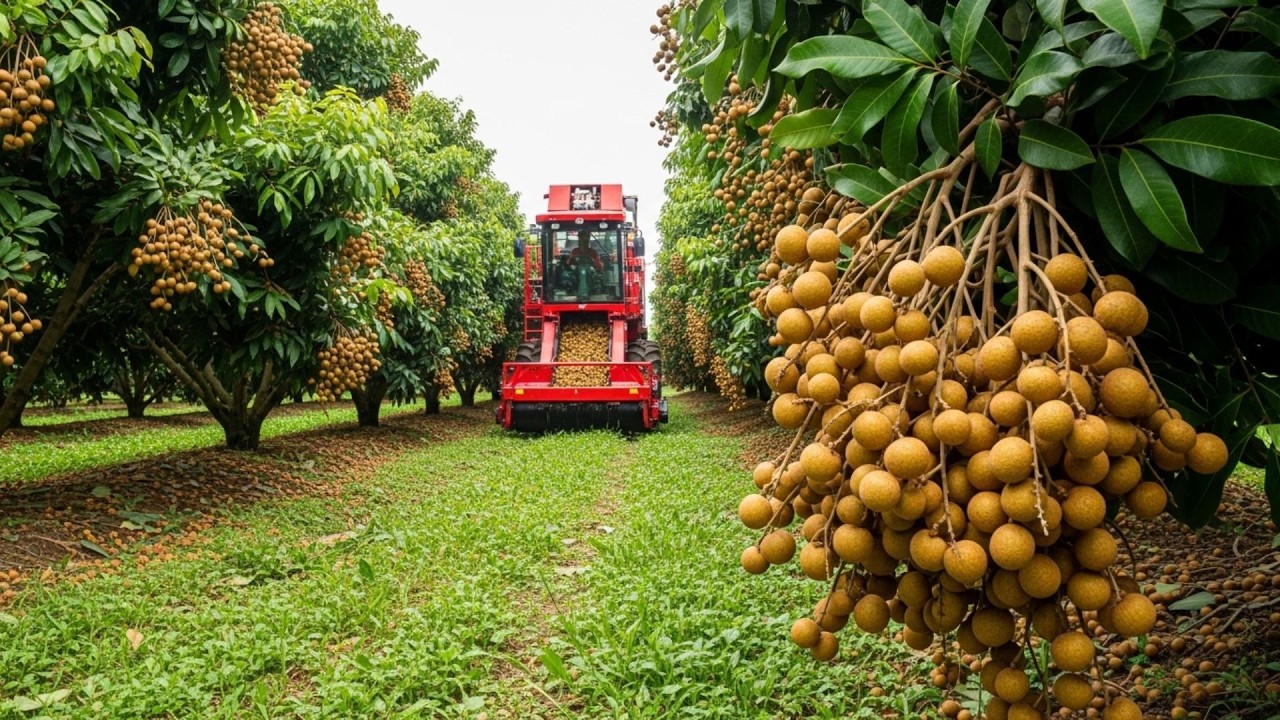 Выращивание лонгана: объяснение процесса выращивания и сбора урожая этого золотого фрукта.