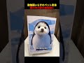 動物園いらずのペット変身、家の中が夢の動物園に！#shorts #動物 #ペット