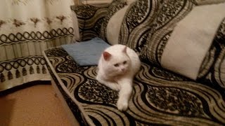 Кошка НЮША теперь живёт у меня Дома!!! Кошка НЮША теперь живёт у меня Дома!!!
