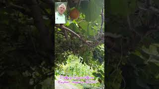Kackar Köyüm Doğup Büyüdüğüm Kaçkar Köyüm