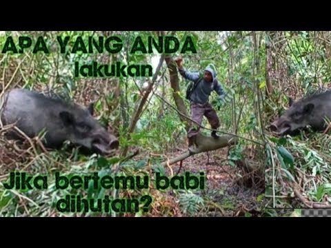 Video: Cara Lari Dari Babi Hutan