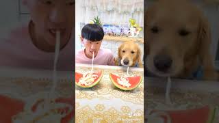 НОВЫЕ СОБАЧЬИ ПРИКОЛЫ ! 🤷♂️🍝🐕 А кто быстрее и хи...