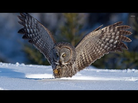 Überlebenskünstler Eulen [Doku]