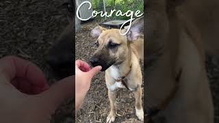 Adopt Courage! #adoptme #puppy #nwindiana #dog #dogrescue #shelterdog #dogs #dogshorts