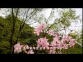청산에 살리라 / 작시 작곡 김연준 / 바리톤 최현수 & 사진 제공 : 김순용