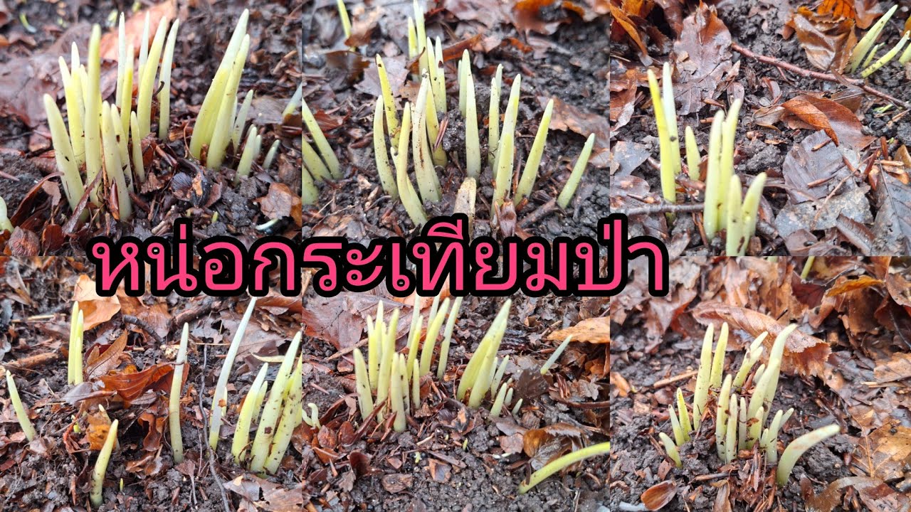 อากาศกำลังเริ่มดีมาเก็บหน่อกระเทียมฝรั่งขาวๆอวบๆจ้า