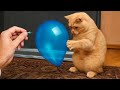 これらの動物はどんなお笑い番組よりも面白いです 😂