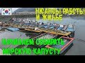 Работа в Южной Корее | Собираем морскую капусту | Жизнь в семье | Тод