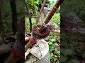 Air layering with a plastic bottle #Shorts #Gardening #AirLayering