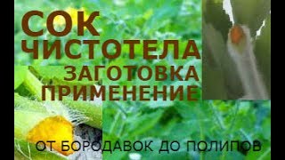 Чистотел сок. Заготовка, лечение. Лечитесь, но будьте осторожны - это ядовитое растение.