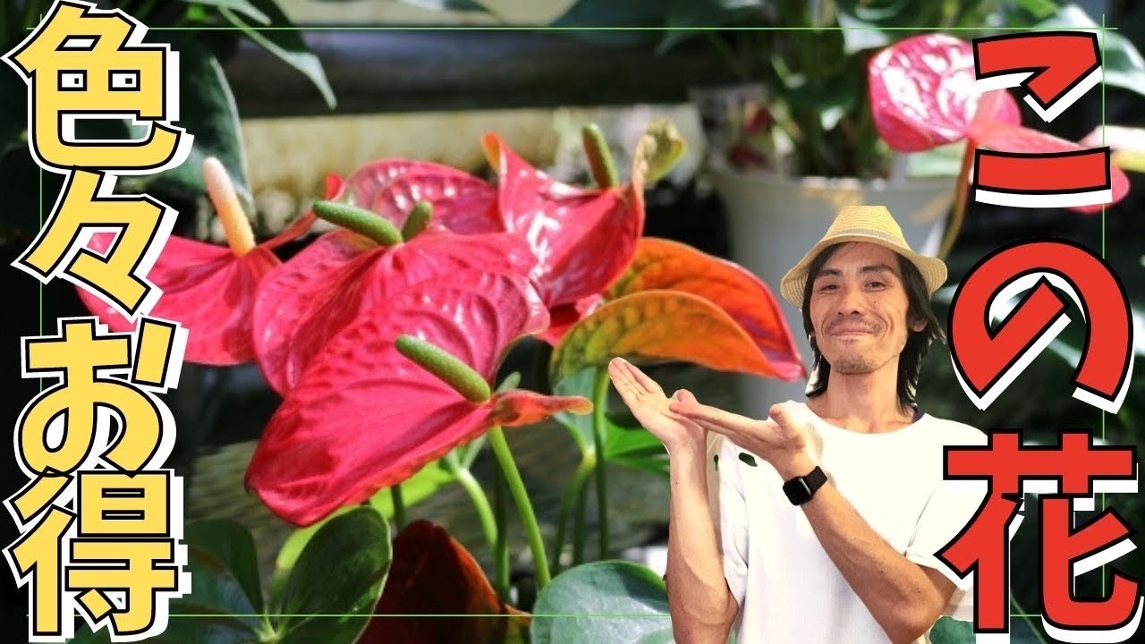 アンスリウムの育て方を解説 が無くて初心者でも簡単に増やせるお得すぎな花です Youtube