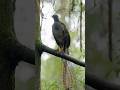 This Bird Sounds Completely Fake 🐦🧐
