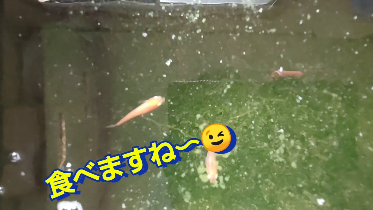 メダカは青汁の粉は食べるの Youtube メダカは青汁の粉は食べるの Youtube