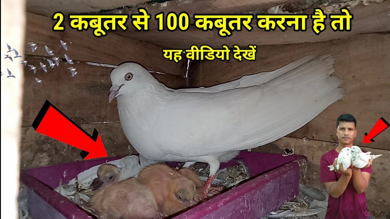 2 कबूतर से 100 कबूतर करने का सही तरीका √ APNI CHHAT PER KABUTAR KI NASL BANANE KA AASAN TARIKA