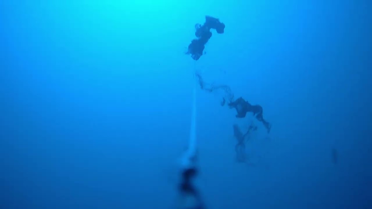 Traina col vivo  riprese subacque water wolf 2.0 - dentici