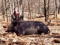 Giant Hog Killed in Missouri