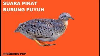 Suara Pikat Burung Puyuh