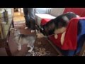 Impossibly Cute Husky Puppy: Wolfie Growing Up PT1