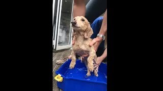 Cute Dog Having A Little Bath