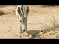 Explore the captivating simplicity of desert animals donkeythe are enjoying together