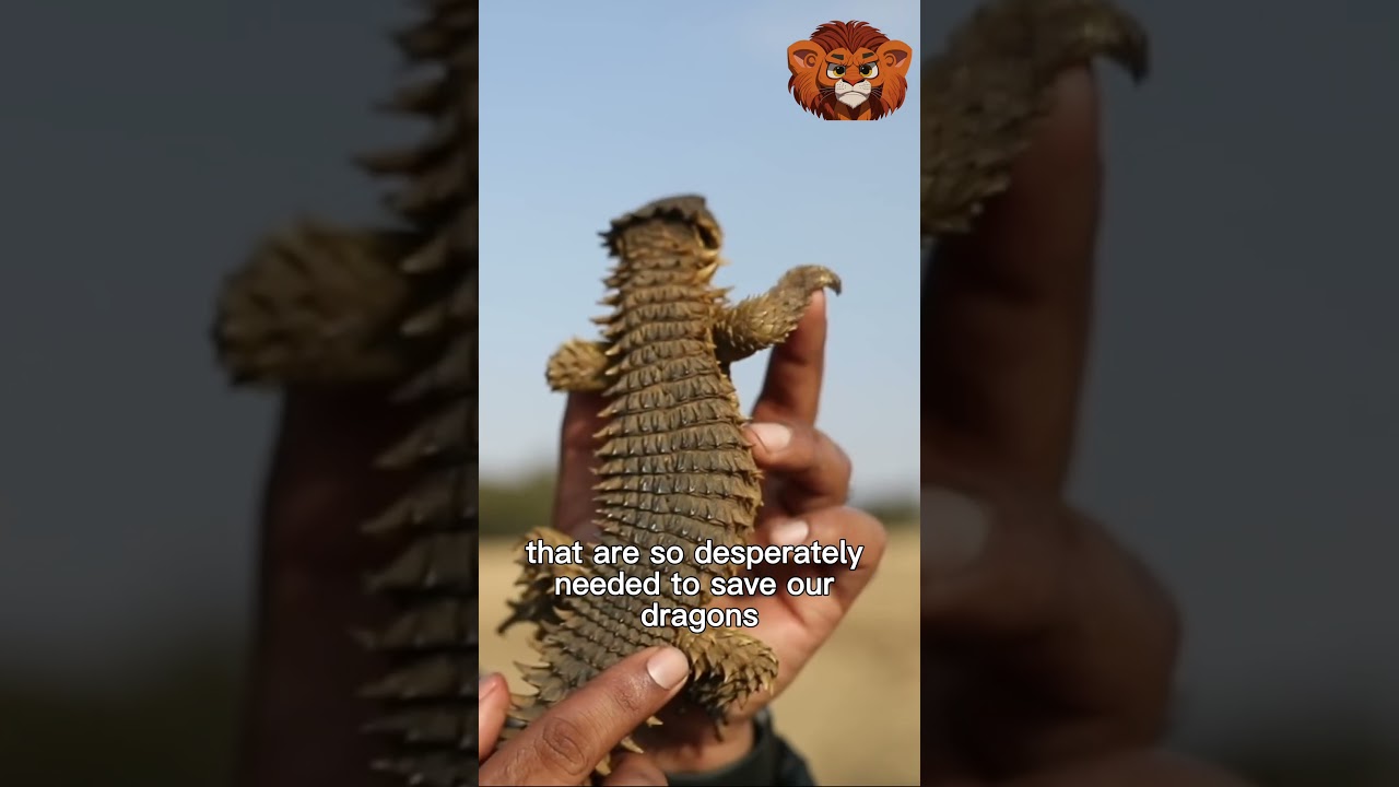 Saving dragons the battle for reptile conservation  