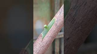 easy grafting mango techniques #shortsviral #bonsai #shorts #part1341
