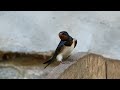 Jaskółka dymówka / Barn Swallow 05.2025