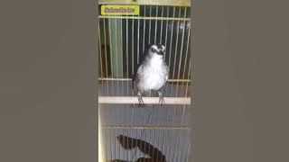 trucukan gacor isian kenari istimewa di jamin bikin ngiler..!!!