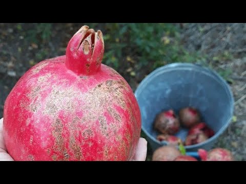 #ბროწეული ბროწეულის მარტივად გარჩევა/ცოცხლად დამზადებული წვენი