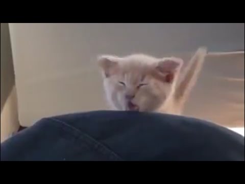 best-short-funny-videos-compilation-[-animal-edition-]-|-short-try-not-to-laugh-clean-(part-4)