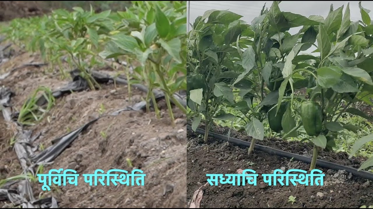 शीतलताईंच्या जिद्दीला SCTवैदिकची जोड, मल्चिंग फाटून वाया गेलेल्या ढोबळी प्लॉटला  नवजिवन 😋रुचकर चव‼️