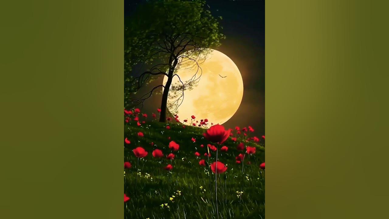 Full moon night nature YouTube