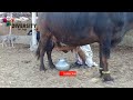 Buffalo milking bye handed  buffalo of thar  diversity of thar
