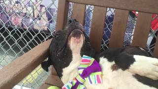 Bolo 2 A0981987 Img 6982