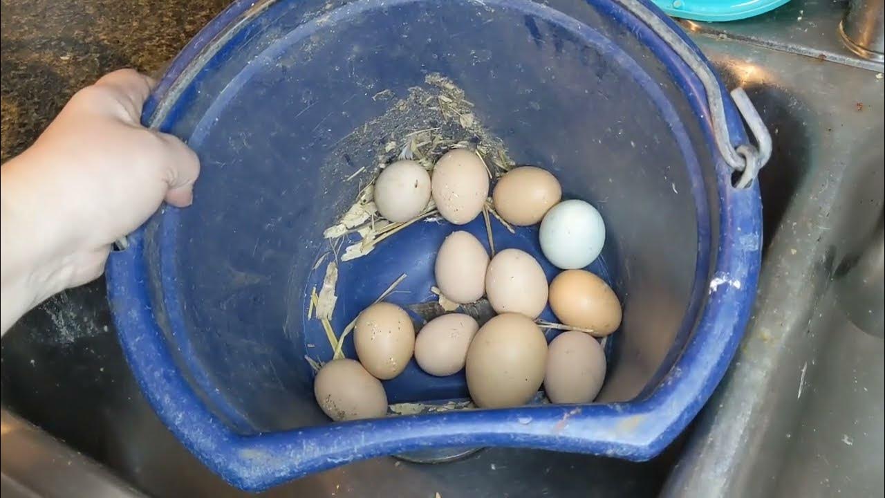 How to tell if eggs are good or bad YouTube