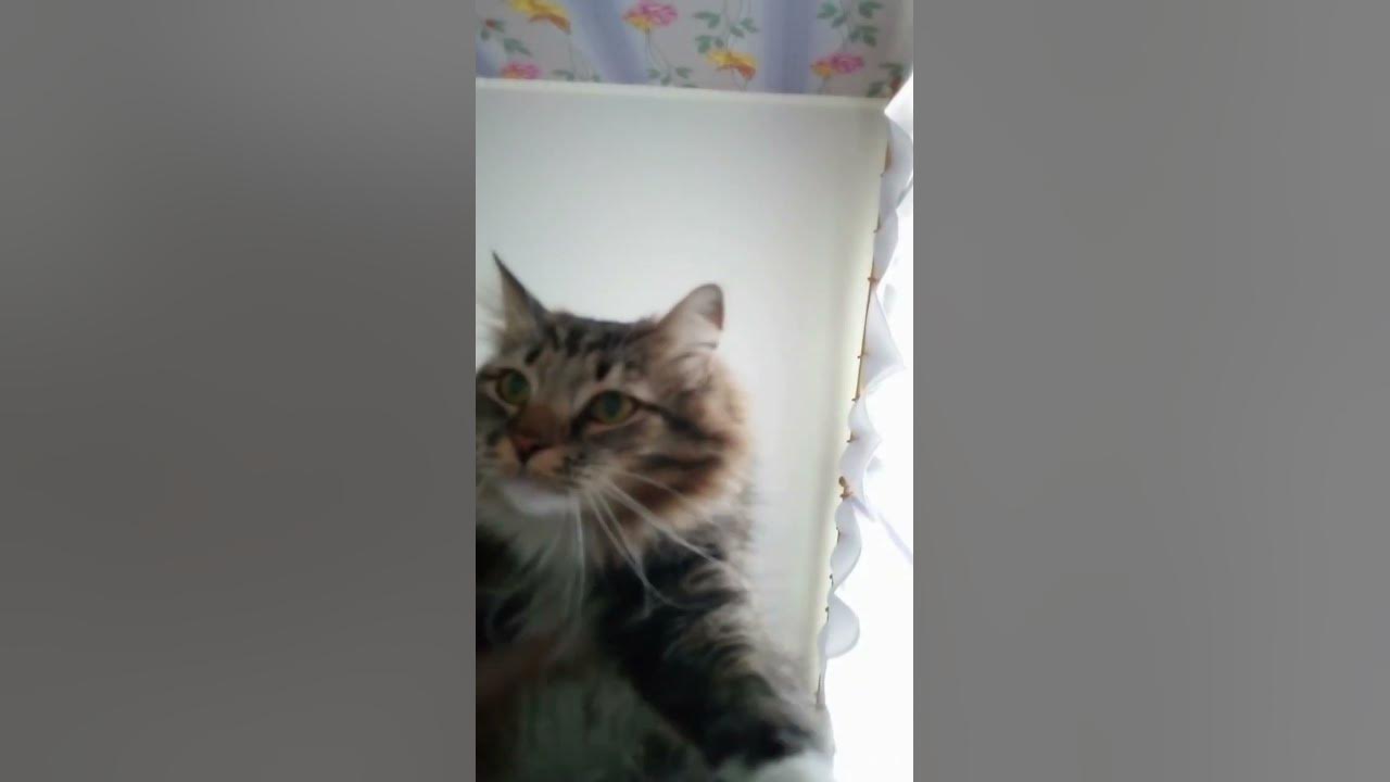 Котик летает🙀🌬️🌫️ #cat - YouTube