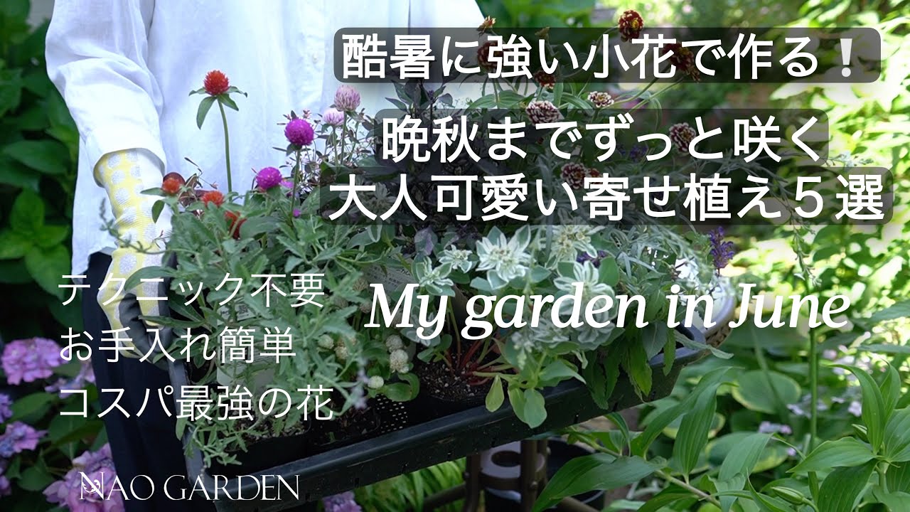 ガーデニング】【センス不要】超簡単！晩秋まで咲く！コスパ最強の小花