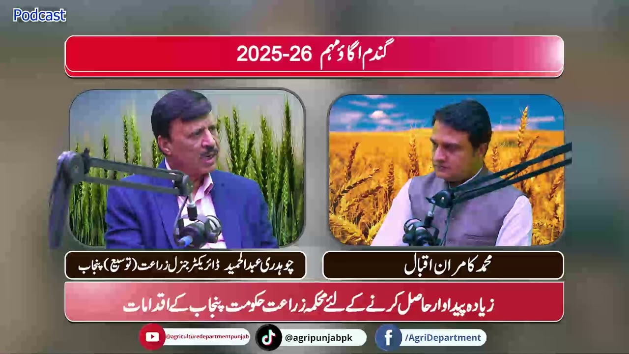 گندم اگاؤ مہم 26-2025 | زیادہ پیداوار حاصل کرنے کے لئے محکمہ زراعت حکومت پنجاب کے اقدامات #Podcast