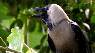 1 hour crow crowing sounds  one hour crow nonstop crowing voice  natural crow bird sounds