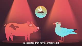 animation explainer video I Gavi Japanese Encephalitis | and action
