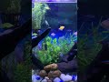 @PlantedTank #fishnature @Fishfam