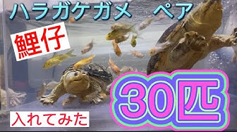 ハラガケガメ Youtube