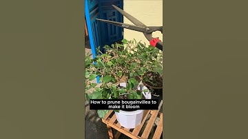 How To Prune Bougainvillea / Garden / Flowers Bloom / Rare Collection / Tips  / grafted / grow