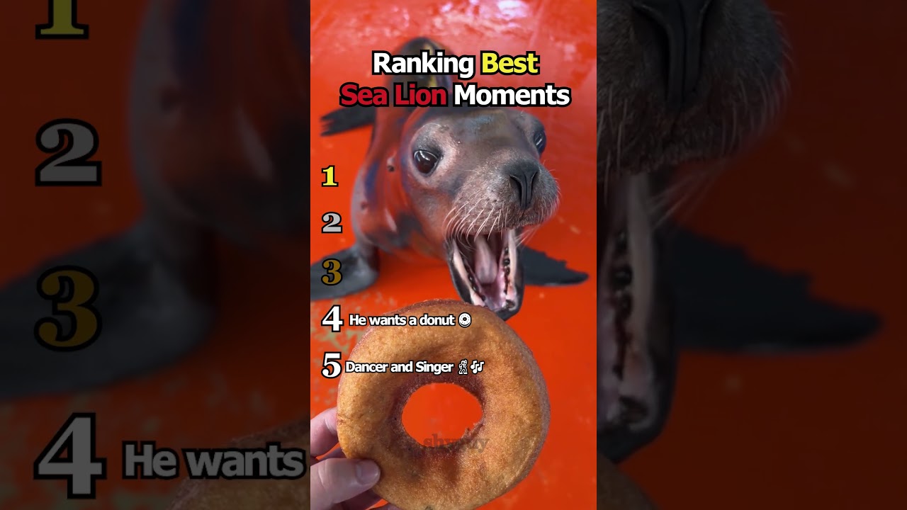 Ranking Best Sea Lion Moments 🦭